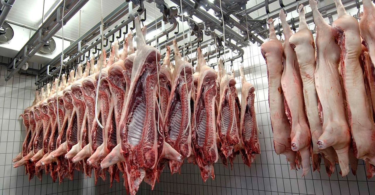 تورکیا لەمساڵدا 25 تۆن گۆشتی بەرازی هەناردەی دەرەوە کردووە