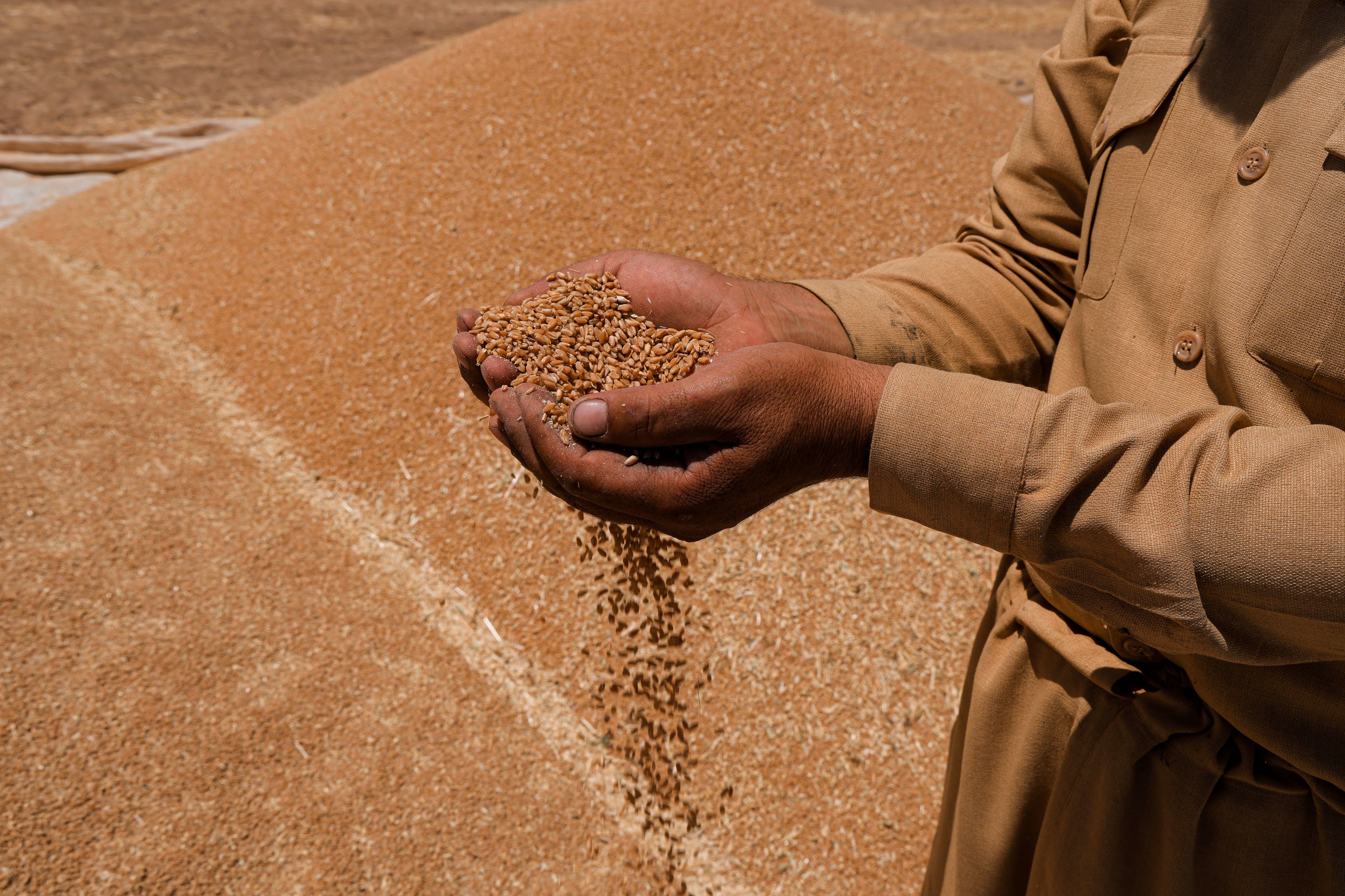 ئەو گەنمەی عێراق لە جووتیارانی وەرناگرێت حکومەتی هەرێمی کوردستان بە بازاڕی دەکات