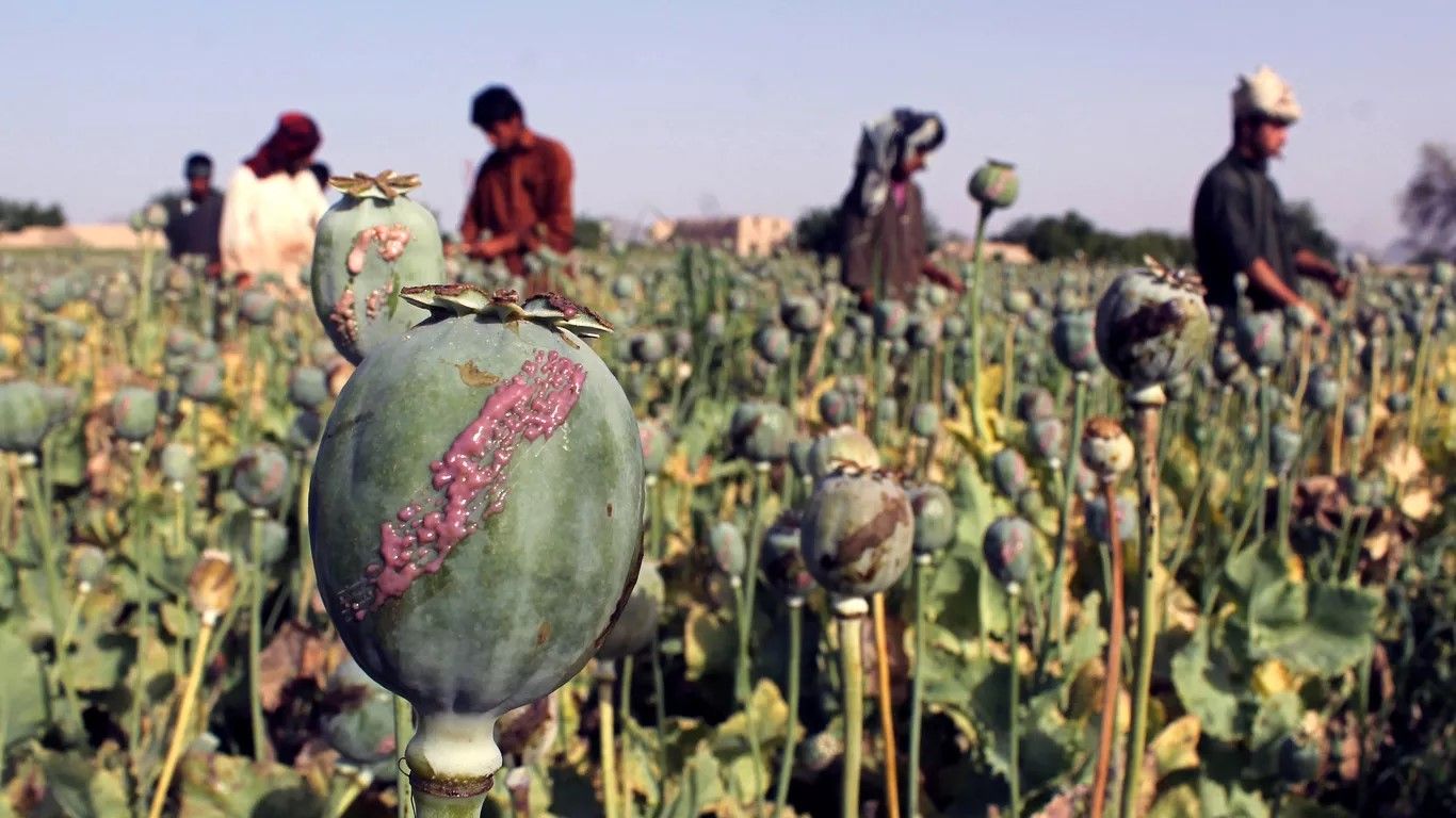 بۆ چارەسەری قەیرانی دەرمان ئێران پەنا بۆ چاندن و بەرهەمهێنانی حەشیش دەبات
