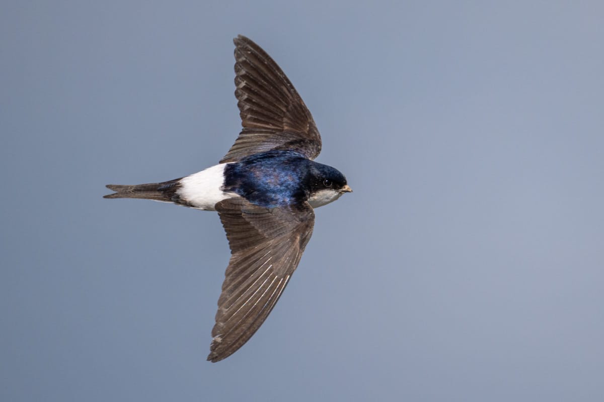 ئەبابیل؛ ئەو باڵندەیەی دەتوانێت ماوەی 10 مانگ بەبێ نیشتنەوە لەئاسماندا بمێنێتەوە