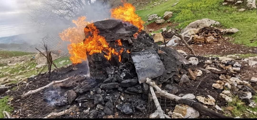 لە ئیلام درهختی چیا و كێوهكان دهبڕدرێنهوه و دهكرێن به خهڵووز