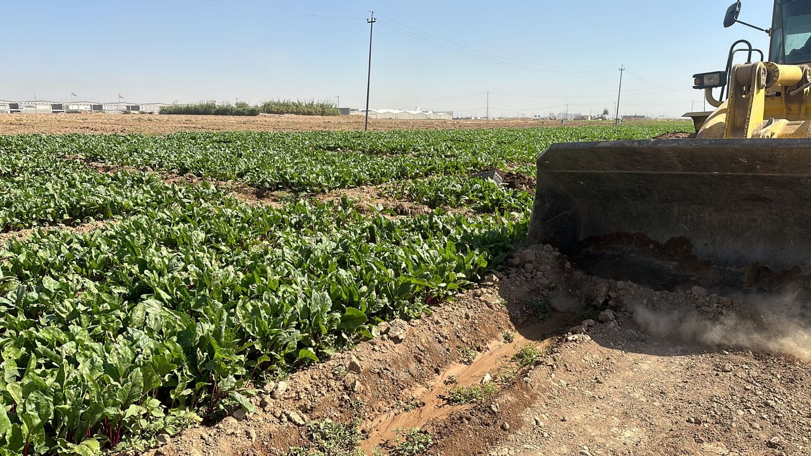 چوار پارچە زەوی داچێنراو بە سەوزە لە هەولێر تێکدران