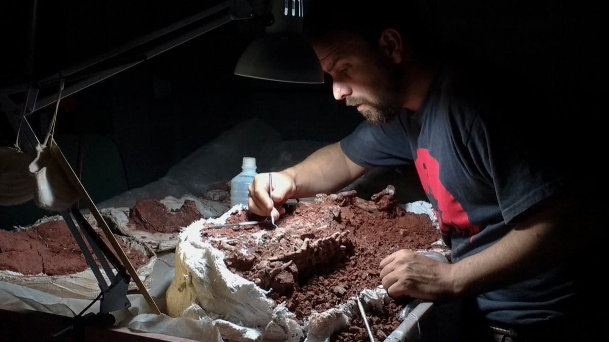 کۆنترین ئێسکی دایناسۆری جیهان دەدۆزریتەوە