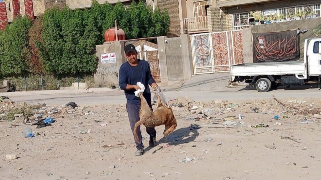 ھەڵمەتی لەناوبردنی سەگە بێلانەکان لە نەجەف ناڕەزایی تووندی لێدەكەوێتەوە