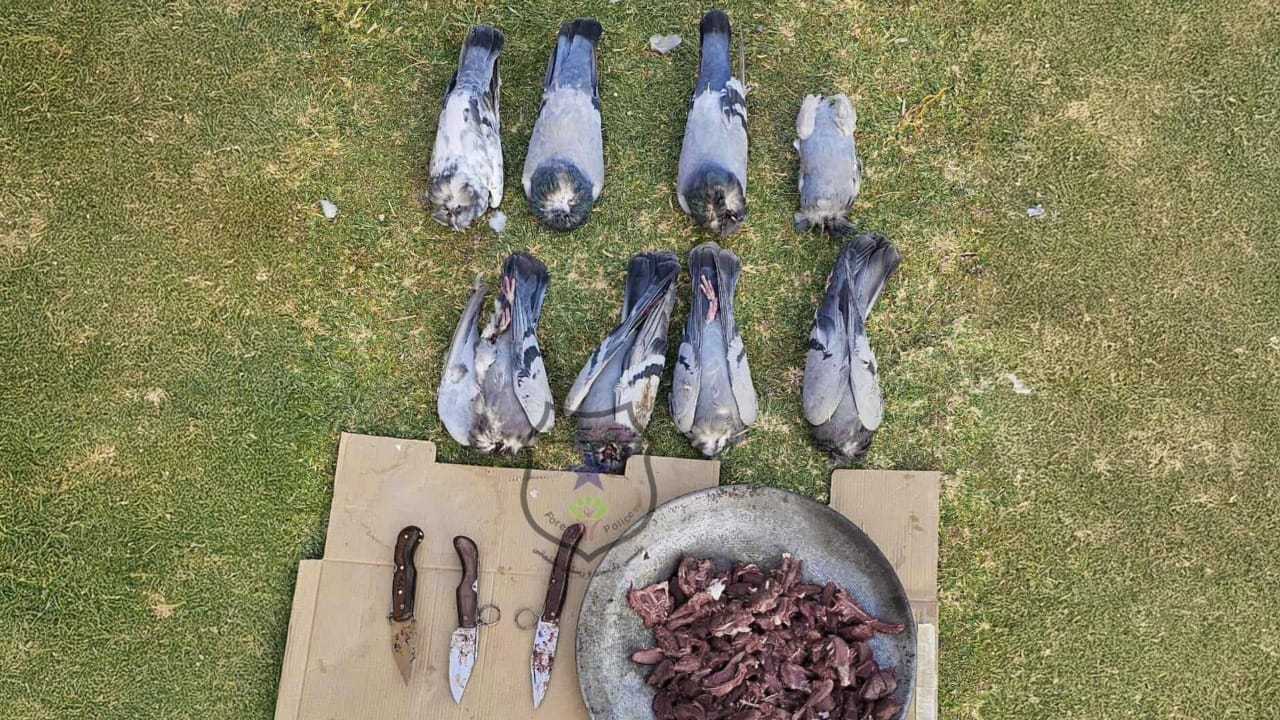 لە عەربەت حەوت کەس بە تۆمەتی ڕاوکردنی کۆترەشینە دەستگیر دەکرێن