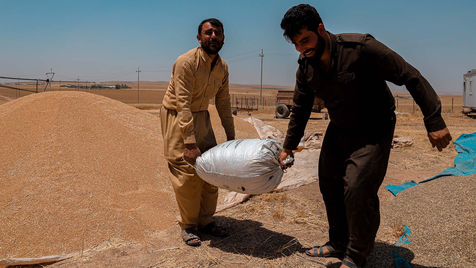 لە هەولێر 10 تەرزی گەنم و جۆی ناوخۆ پەسەند کراون