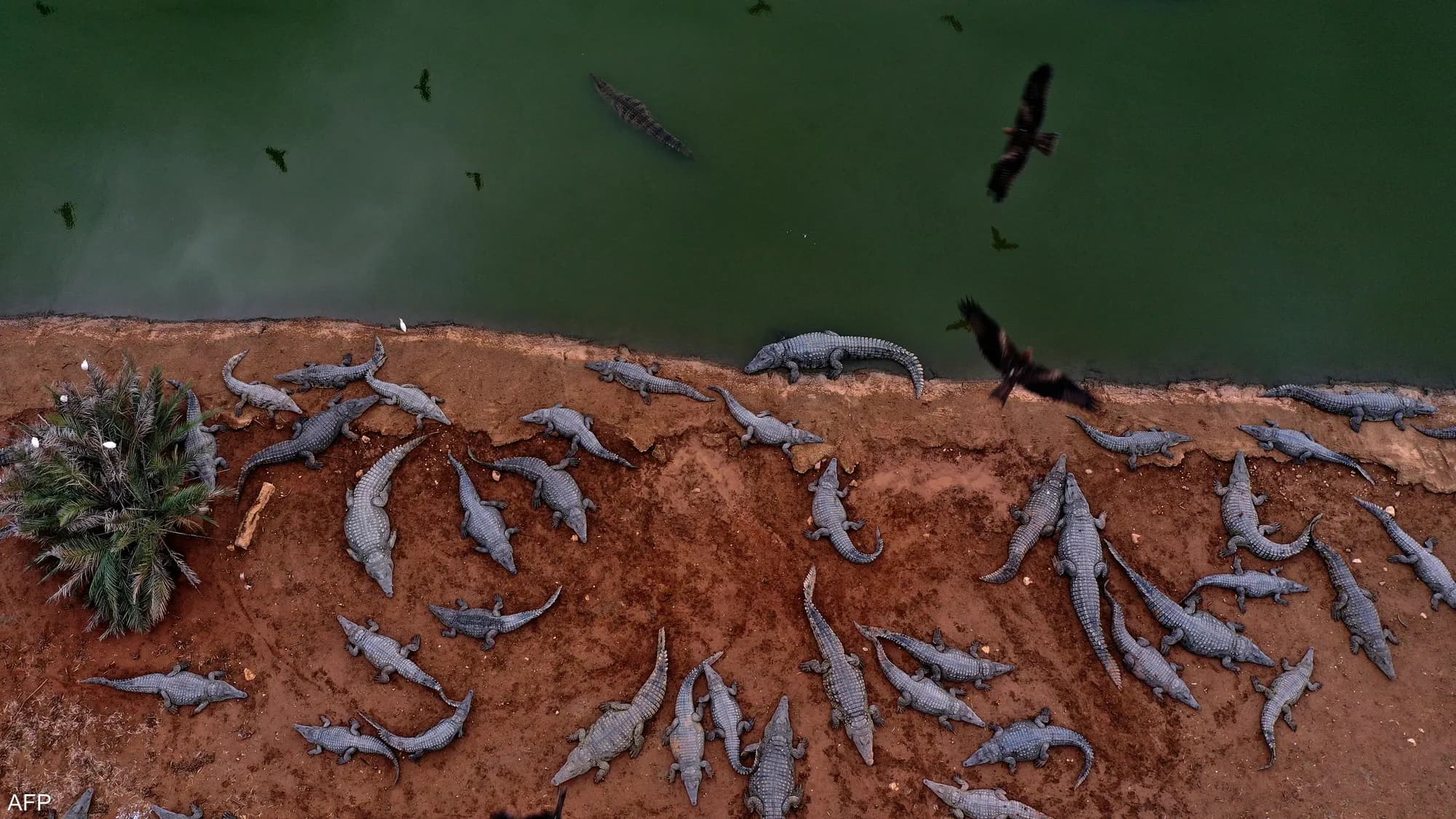 ئیسرائیل سەدان تیمساح بە بیانووی ڕێگری لە هێرشی تێکدەرانە لەناو دەبات